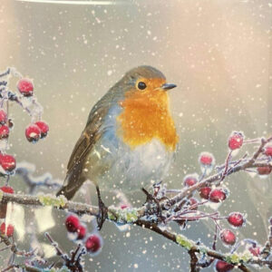 robin Christmas cards